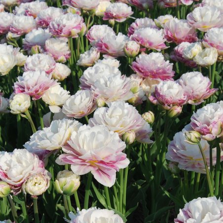 Tulpes 'Double Surprise'