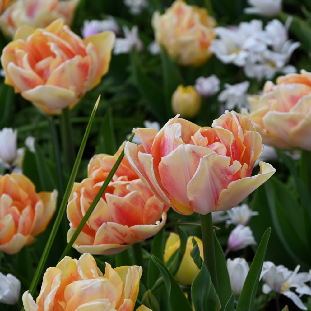 Tulpes 'Foxy Foxtrot'