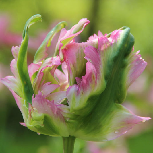 Tulpes 'Green Wave'