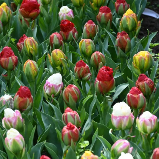 Tulpes 'Ice Cream Mix'