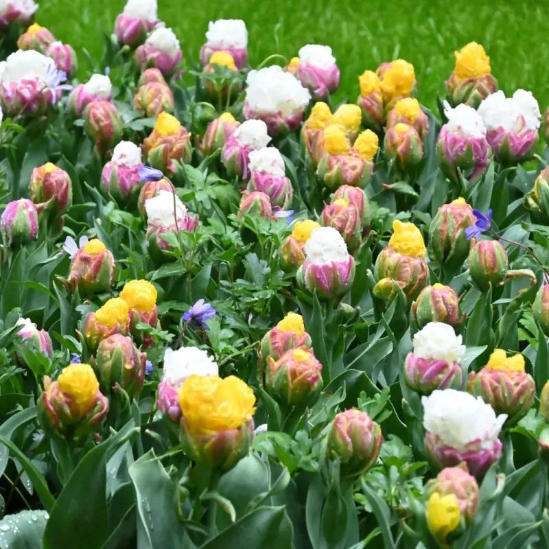 Tulpes 'Ice Cream Mix'
