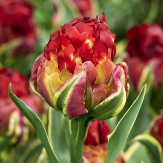Tulpes 'Ice Cream Sorbet'