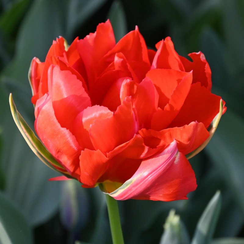 Tulpes 'Love Valley'