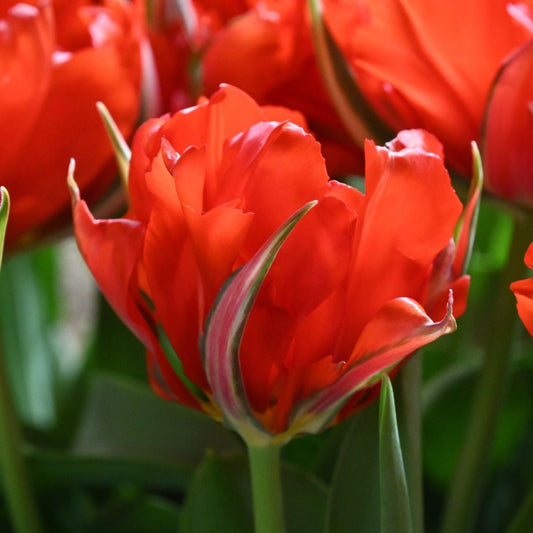 Tulpes 'Love Valley'