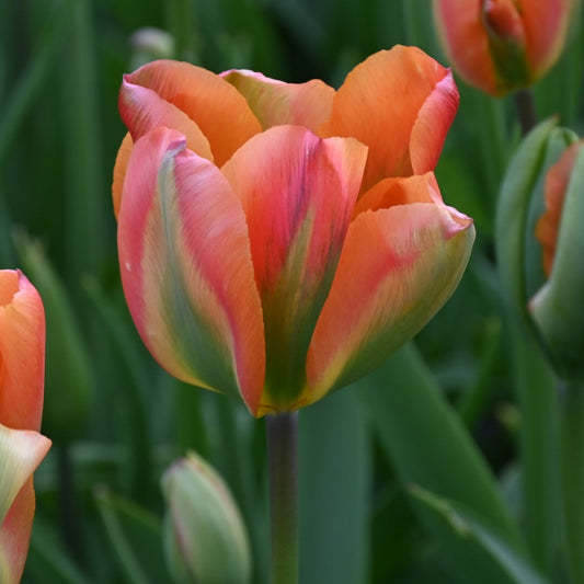 Tulpes 'Orange Marmelade'