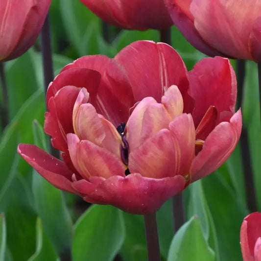 Tulpes 'Ridgedale'