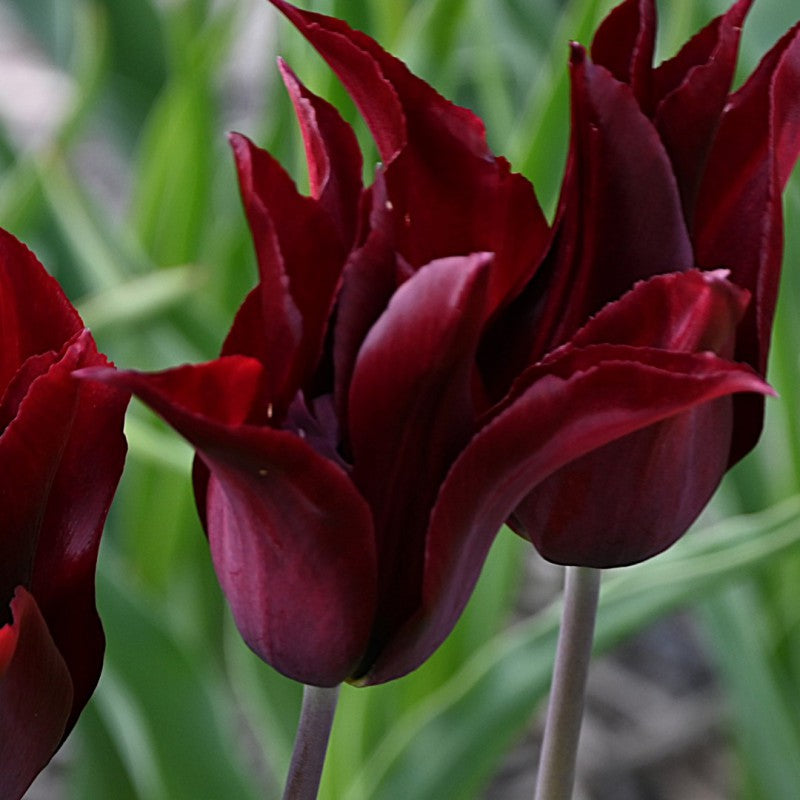 Tulpes 'Sarah Raven"