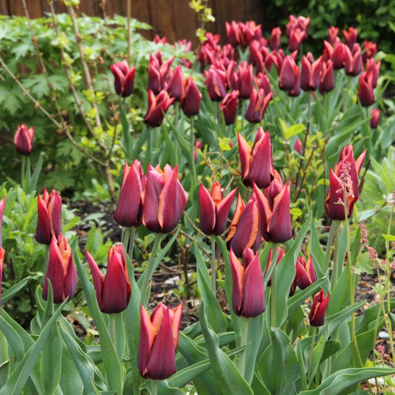 Tulpes 'Slawa'
