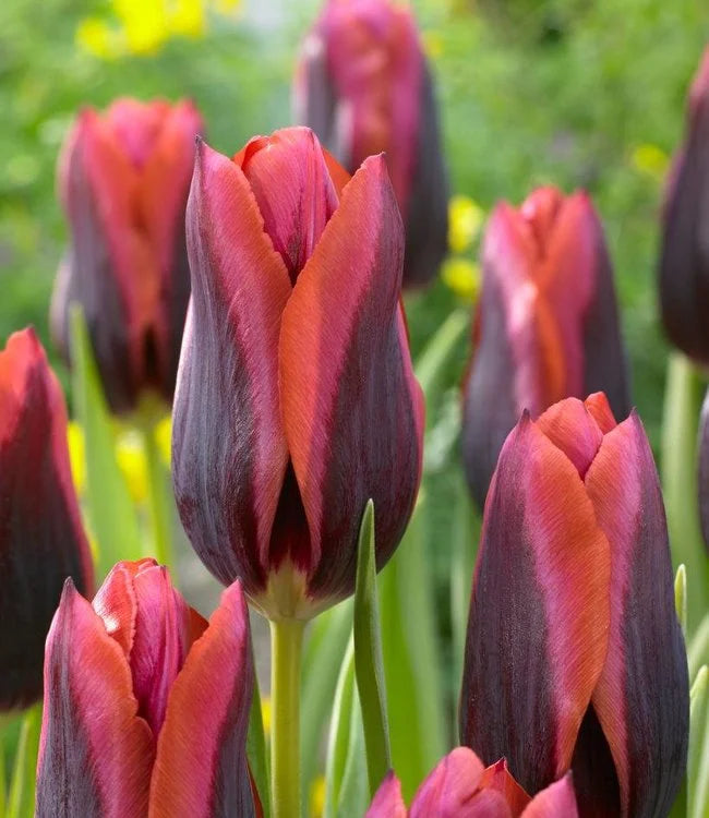 Tulpes 'Slawa'