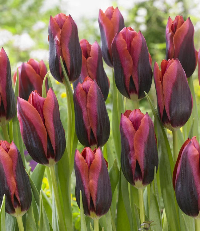 Tulpes 'Slawa'