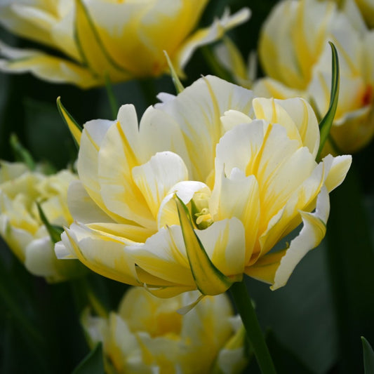 Tulpes 'Sweet Valley'