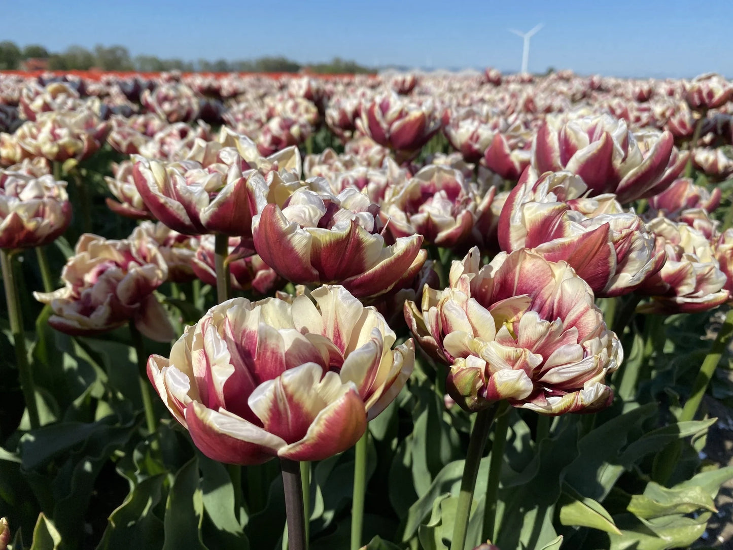 Tulpes 'Wyndham'