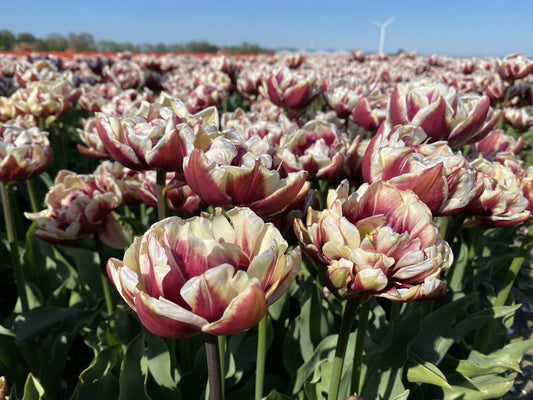 Tulpes 'Wyndham'
