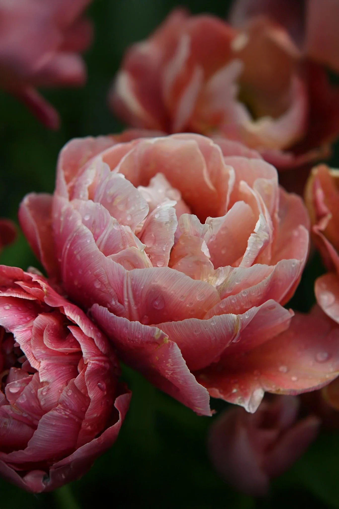 Tulpes 'Copper Image"
