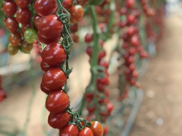 Tomāti 'Tutti Frutti chery Red' F1