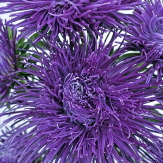 Asteres 'Valkyrie' Violet Blue