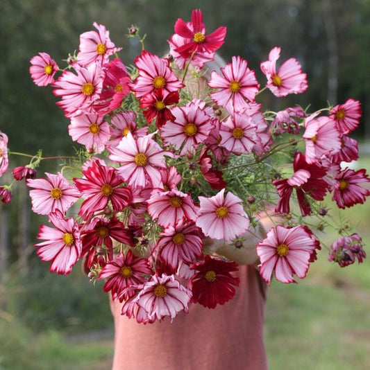 Kosmeja 'Velouette'