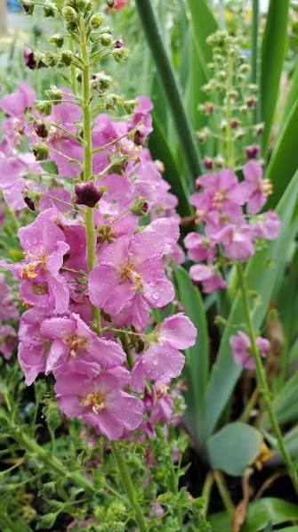 Violetais deviņvīruspēks - verbascum, krāsu mix