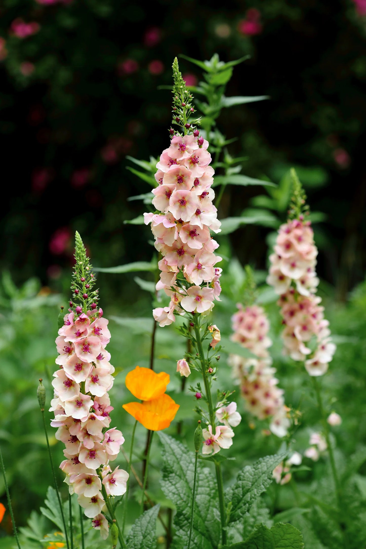 Violetais deviņvīruspēks - verbascum, krāsu mix