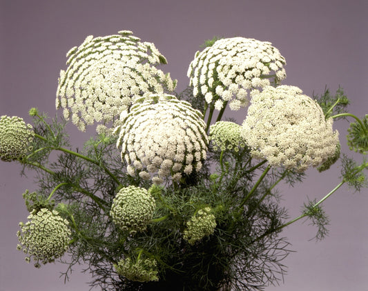 Lielā visnaga ammija 'Green Mist'