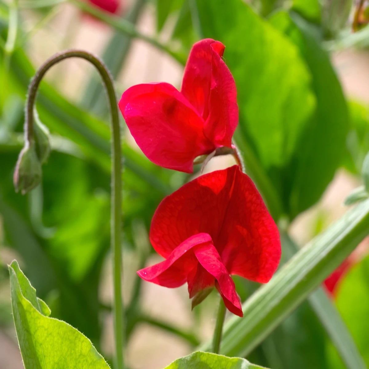 Puķuzirņi 'Winter Sunshine Scarlet'