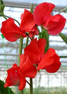 Puķuzirņi 'Winter Sunshine Scarlet'