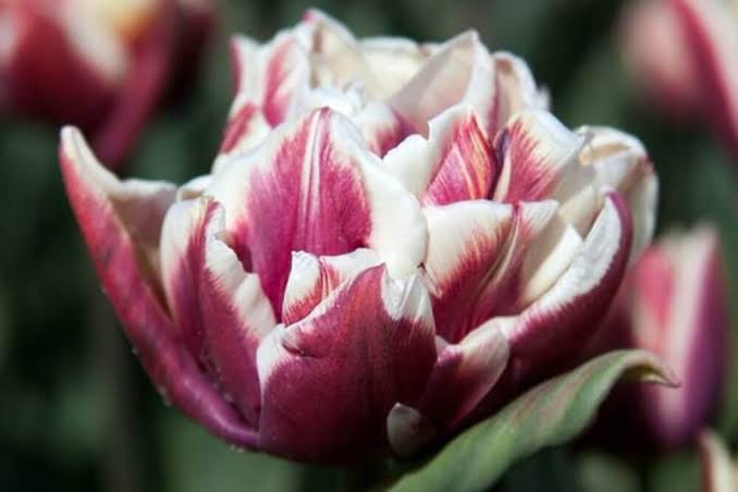 Tulpes 'Wyndham'