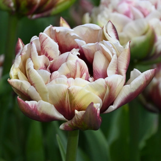 Tulpes 'Wyndham'