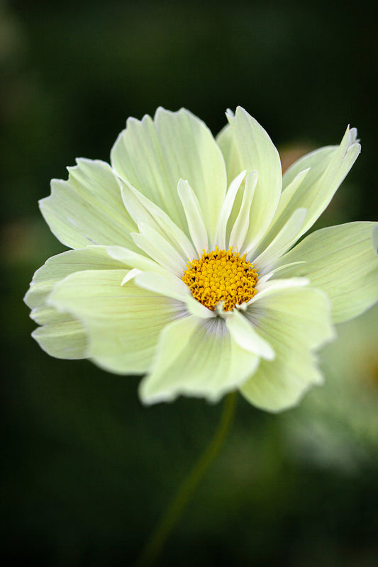 Kosmeja 'Xanthos'