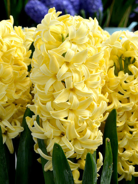 Hiacintes  'Yellow Queen'