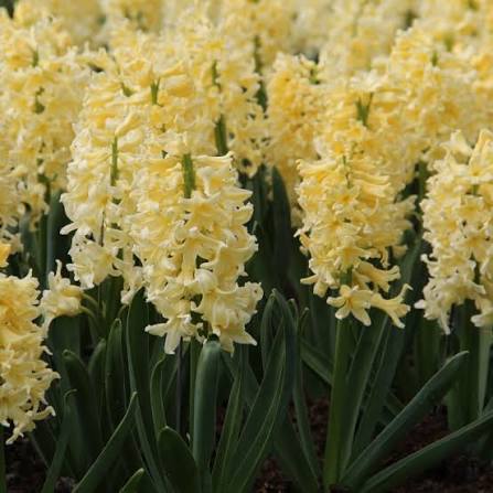 Hiacintes  'Yellow Queen'