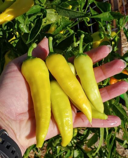Pipari Ungāru Yellow Wax Hot