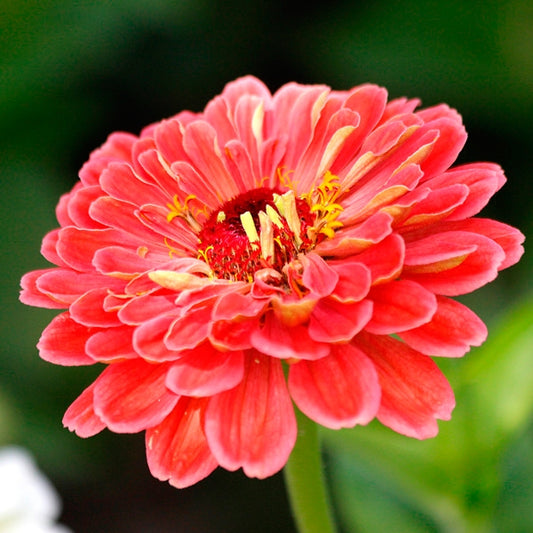 Cinnijas 'Coral Beauty'
