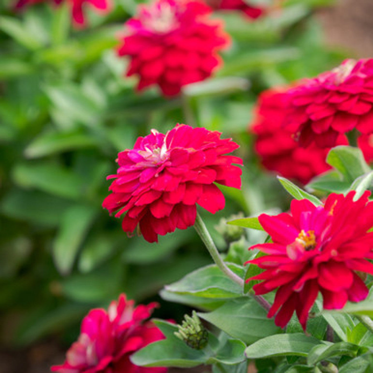 Cinnija 'Zahara Double Chery DOUBLE'