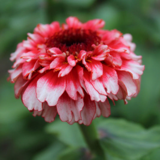 Cinnija 'Zinderella Fizz'