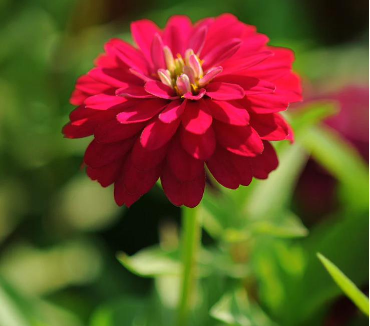 Cinnija 'Zahara Double Chery DOUBLE'