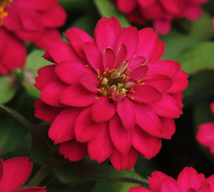 Cinnija 'Zahara Double Chery DOUBLE'