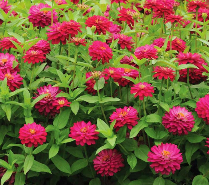 Cinnija 'Zahara Double Chery DOUBLE'