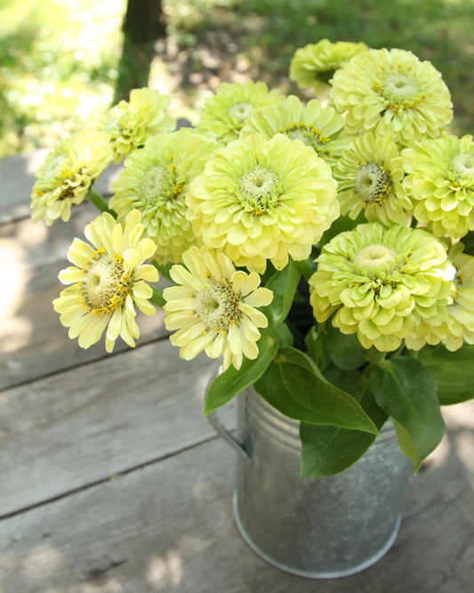 Cinnijas 'Benary's Giant Lime'